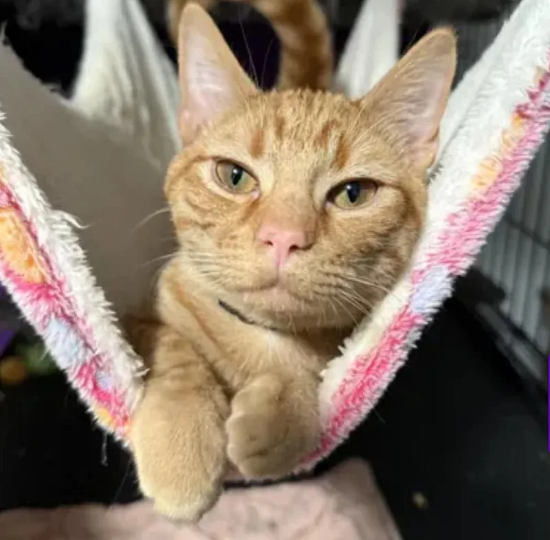 A baby small-sized male Orange / Red Domestic Short Hair cat named Tango for adoption in Johnson City, TN