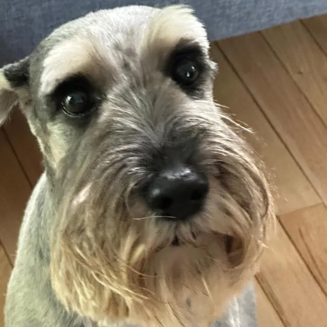 A senior medium-sized female Standard Schnauzer dog named Pepper for adoption in Quakertown, PA