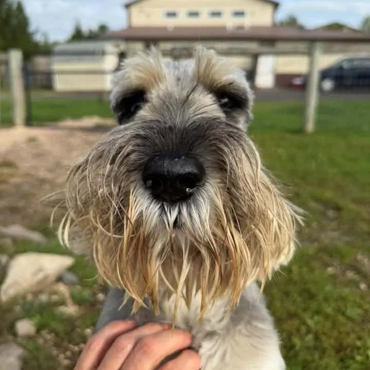 Pepper thumbnail 2