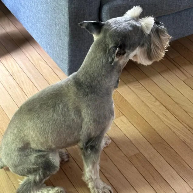 Pepper thumbnail 4