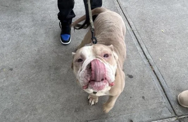 An adult medium-sized male Mixed Breed dog named Bruv for adoption in New York, NY