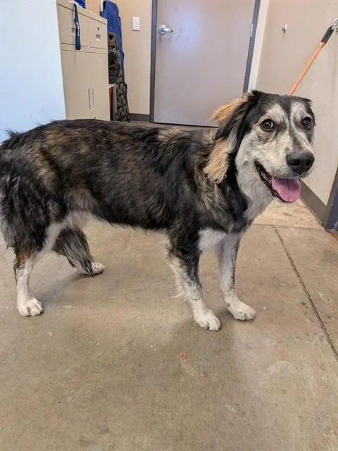 A young medium-sized female Siberian Husky dog named Cassandra for adoption in Ontario, CA