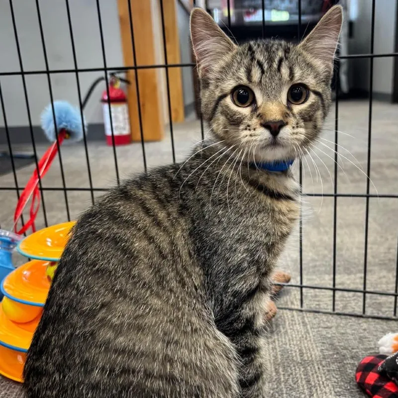 A baby medium-sized male Brown / Chocolate Domestic Short Hair cat named Wally for adoption in Hamburg, NY