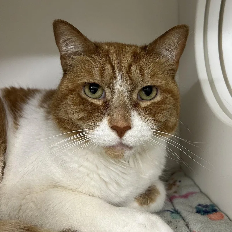 An adult medium-sized male Domestic Short Hair cat named Stuart for adoption in New Castle, DE