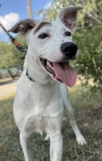 An adult large-sized male Shepherd dog named Moose for adoption in San Antonio, TX