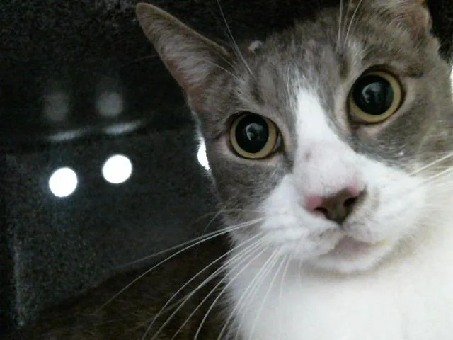 A young large-sized male Domestic Short Hair cat named Brandon for adoption in Houston, TX