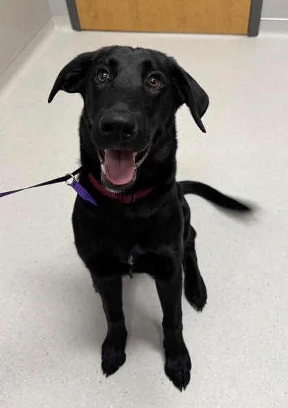 An adult large-sized female Labrador Retriever dog named Missy for adoption in Missoula, MT