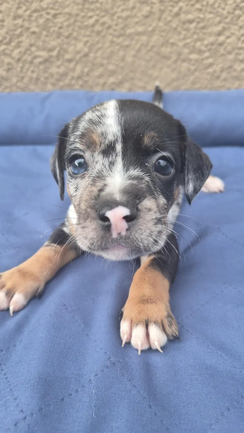 A baby small-sized male French Bulldog dog named Picasso for adoption in Orlando, FL
