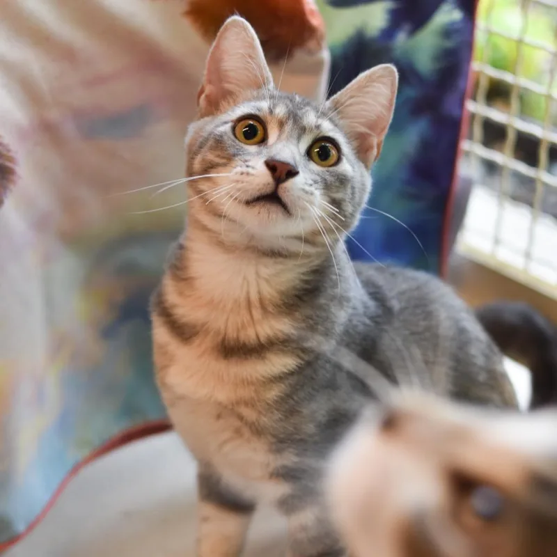 A baby medium-sized female Domestic Short Hair cat named Dewdrop for adoption in Kailua Kona, HI