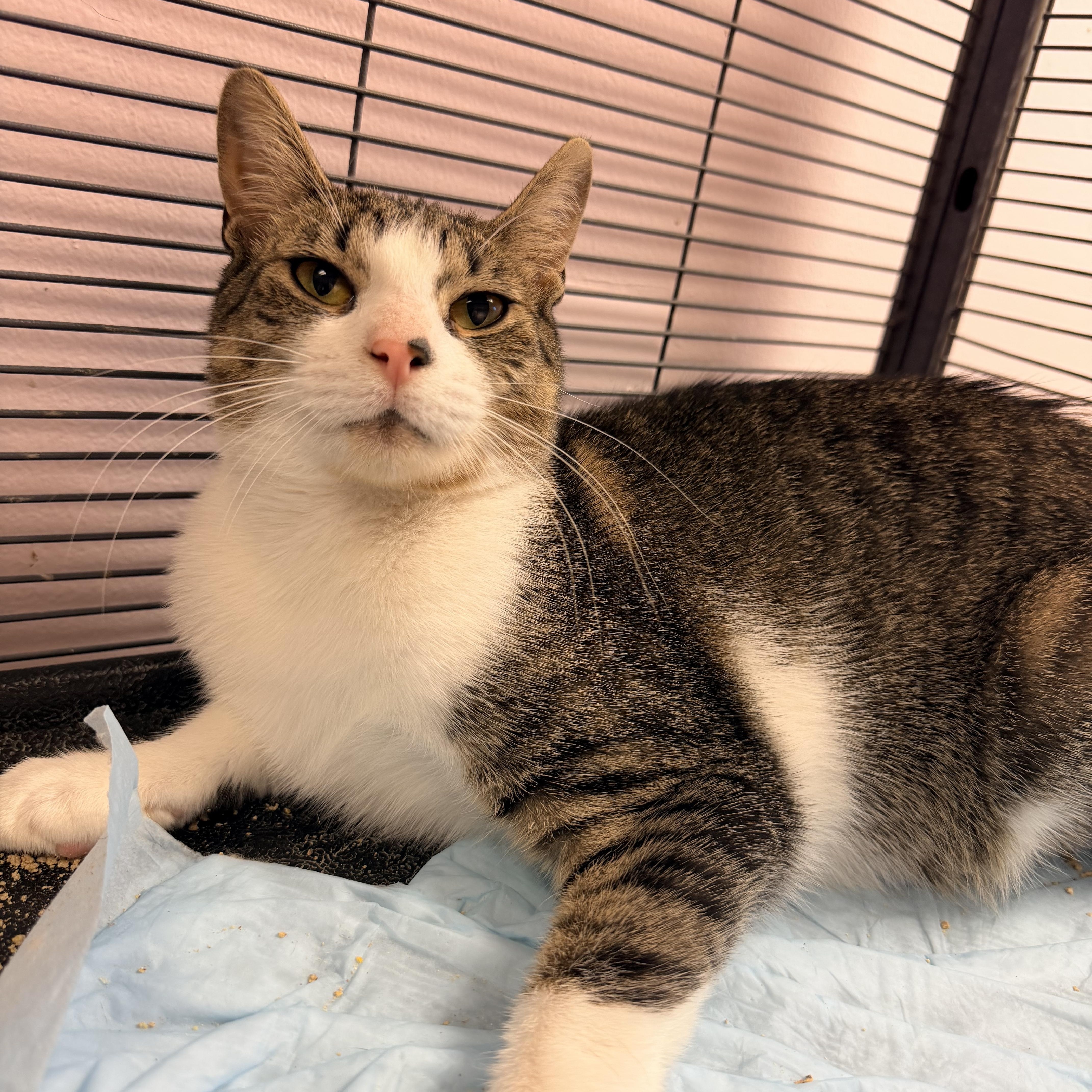A young medium-sized female Tabby (Brown / Chocolate) Domestic Short Hair cat named Mouse for adoption in Bellmawr, NJ