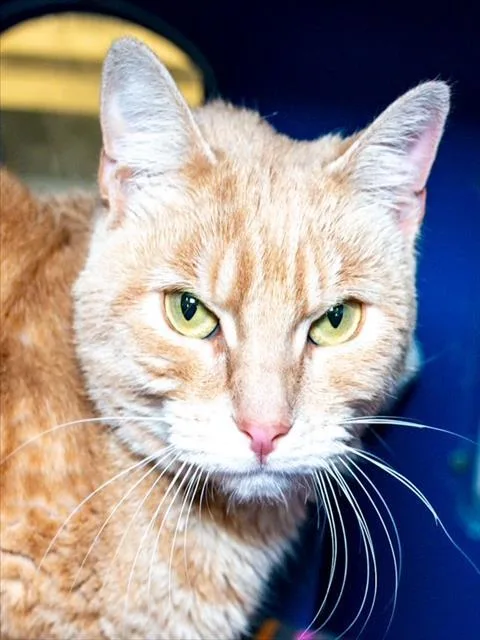 A young small-sized male Domestic Short Hair cat named Tiramisusan for adoption in Boston, MA