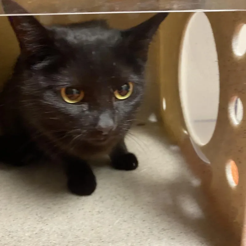 An adult medium-sized female Domestic Short Hair cat named Hekate for adoption in Reno, NV