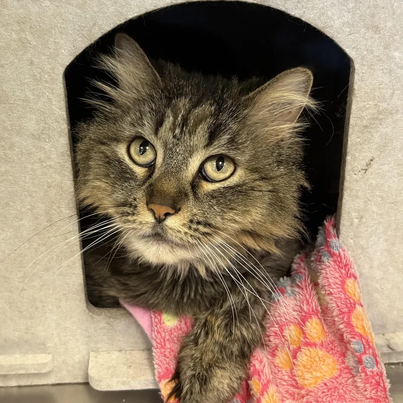 An adult large-sized female Brown / Chocolate Domestic Medium Hair cat named Miss Zippy for adoption in Godfrey, IL