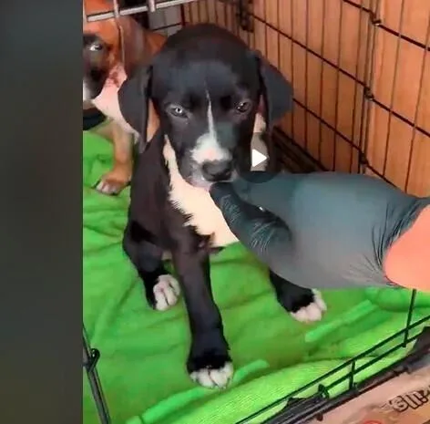 A baby small-sized female Tricolor (Brown, Black, & White) Boxer dog named Karen  MG Litter for adoption in Hewitt, TX