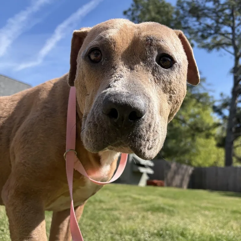 A young medium-sized male Red / Chestnut / Orange Staffordshire Bull Terrier dog named Davey for adoption in Brentwood, TN