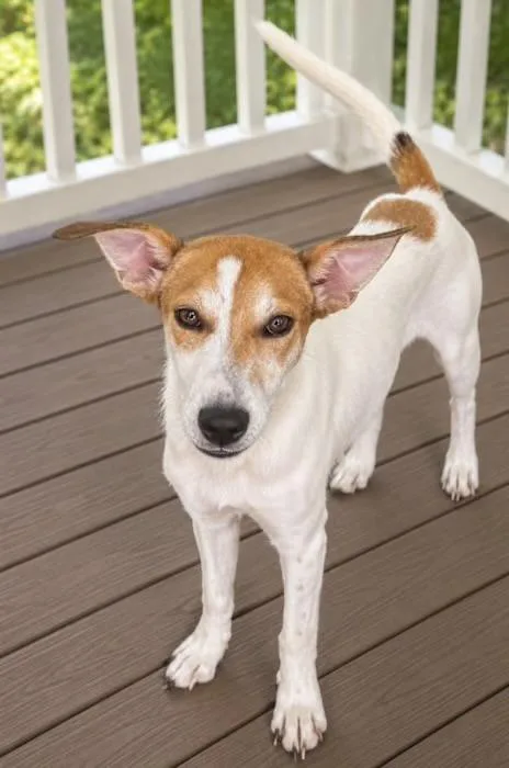 A baby medium-sized female White / Cream Australian Cattle Dog / Blue Heeler dog named Butter for adoption in Watertown, CT