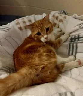 An adult medium-sized male Orange & White Domestic Short Hair cat named Mr. Biscuit for adoption in Mason City, IA