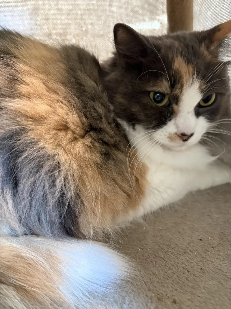 An adult large-sized female Dilute Calico Domestic Long Hair cat named Lilly for adoption in Henrietta, TX