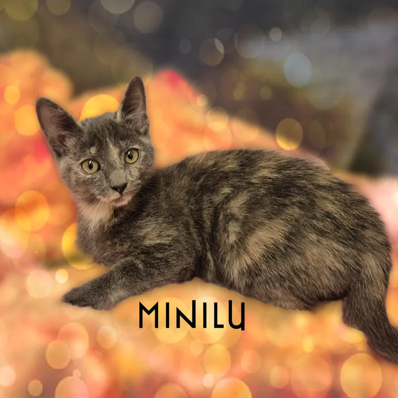 Minilu