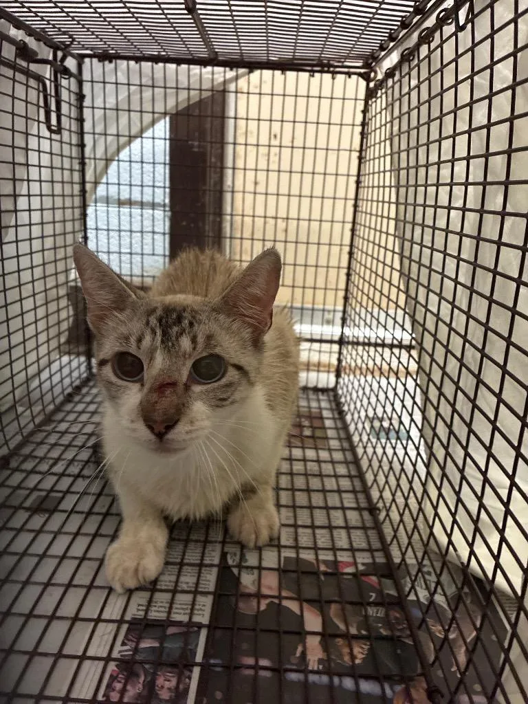 A young medium-sized female Domestic Short Hair cat named Dutch for adoption in New Braunfels, TX