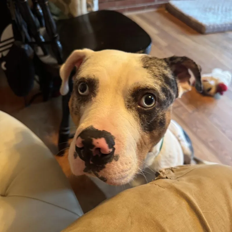 An adult medium-sized male Black Pit Bull Terrier dog named Jake for adoption in Greensboro, NC