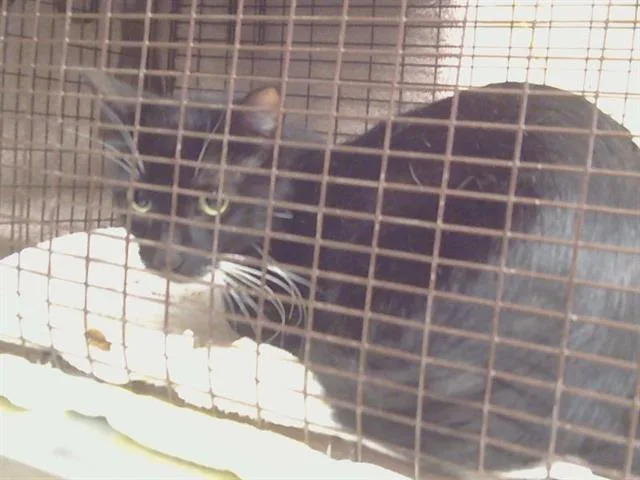 A young small-sized female Domestic Short Hair cat named Ruby for adoption in Sacramento, CA