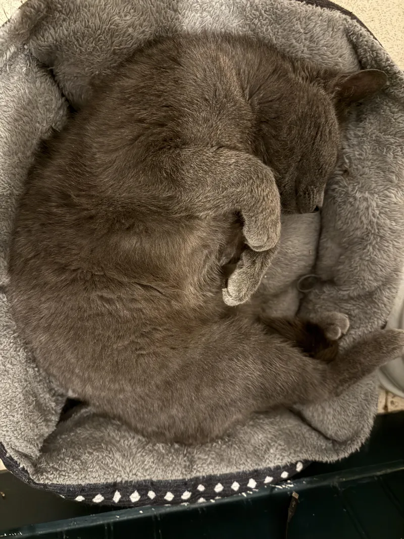 An adult medium-sized male Gray / Blue / Silver Domestic Short Hair cat named Karl for adoption in Gaylordsville, CT