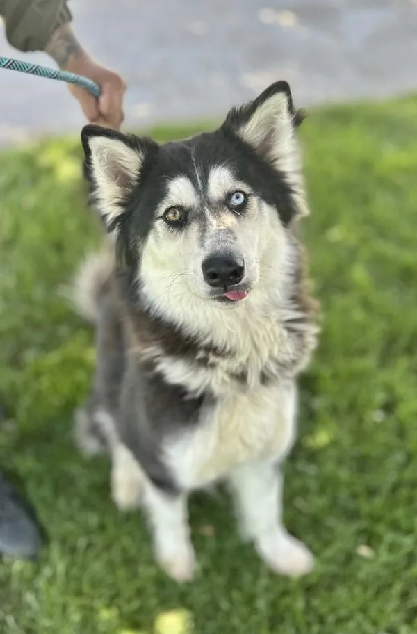 An adult large-sized female Alaskan Malamute dog named Storm for adoption in Victorville, CA