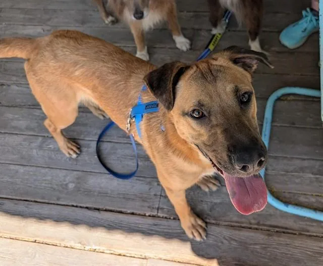 A young medium-sized male German Shepherd Dog dog named Rocky for adoption in Albuquerque, NM