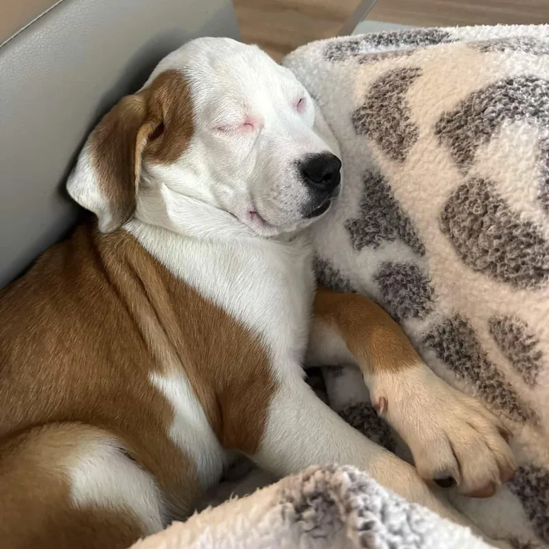 A baby medium-sized male White / Cream Mixed Breed dog named Mtv for adoption in Columbia, SC