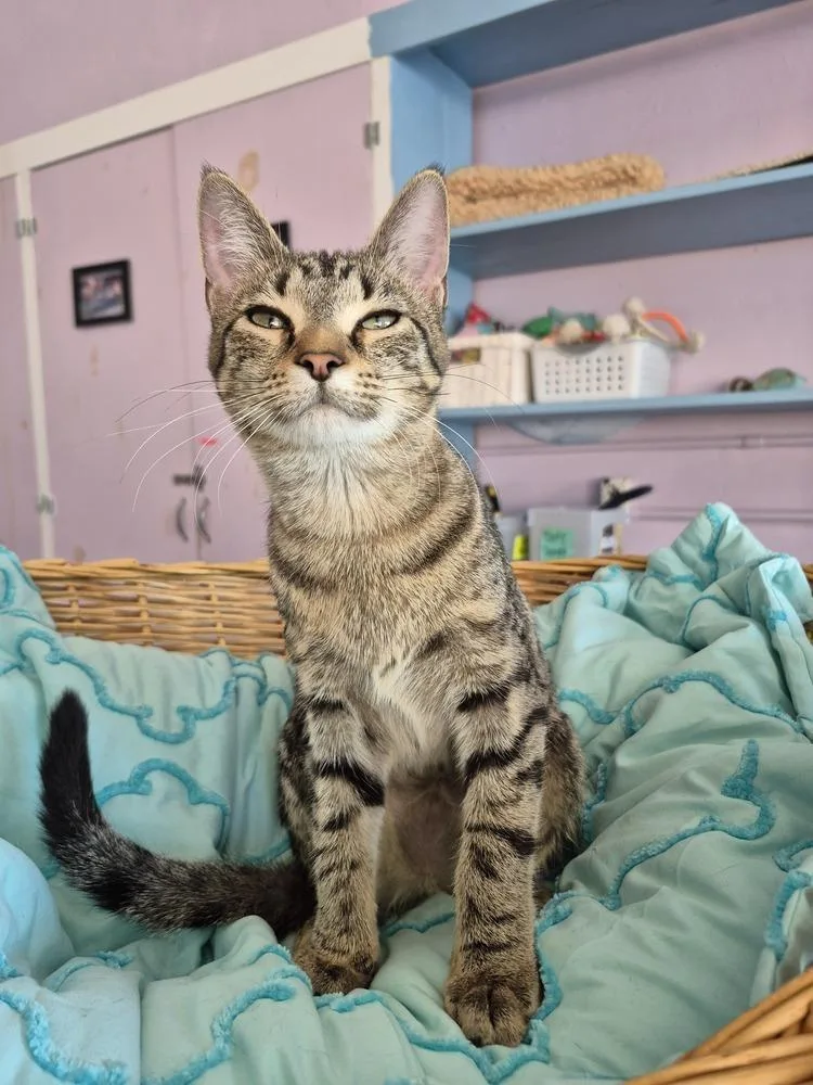 A baby medium-sized female Domestic Short Hair cat named Kodiak for adoption in Wild Rose, WI