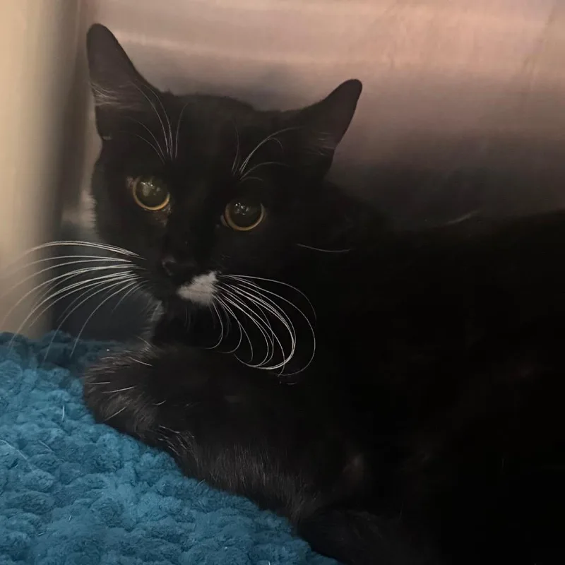 An adult medium-sized female Black Domestic Short Hair cat named Green Goddess for adoption in Newark, DE