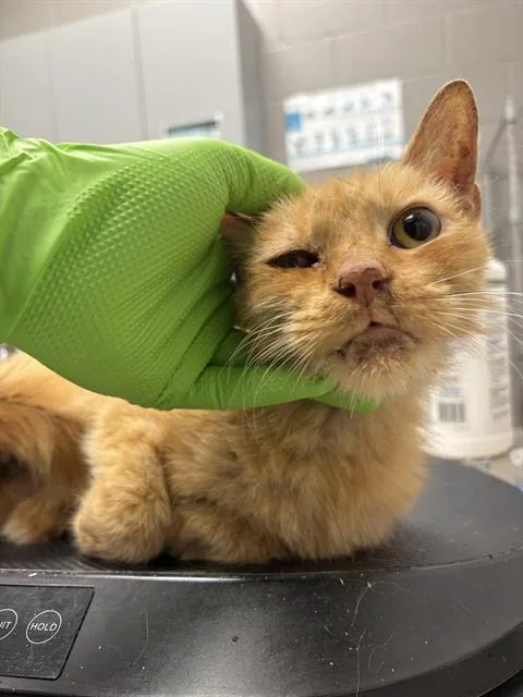An adult small-sized male Domestic Short Hair cat named Bruce for adoption in Indianapolis, IN