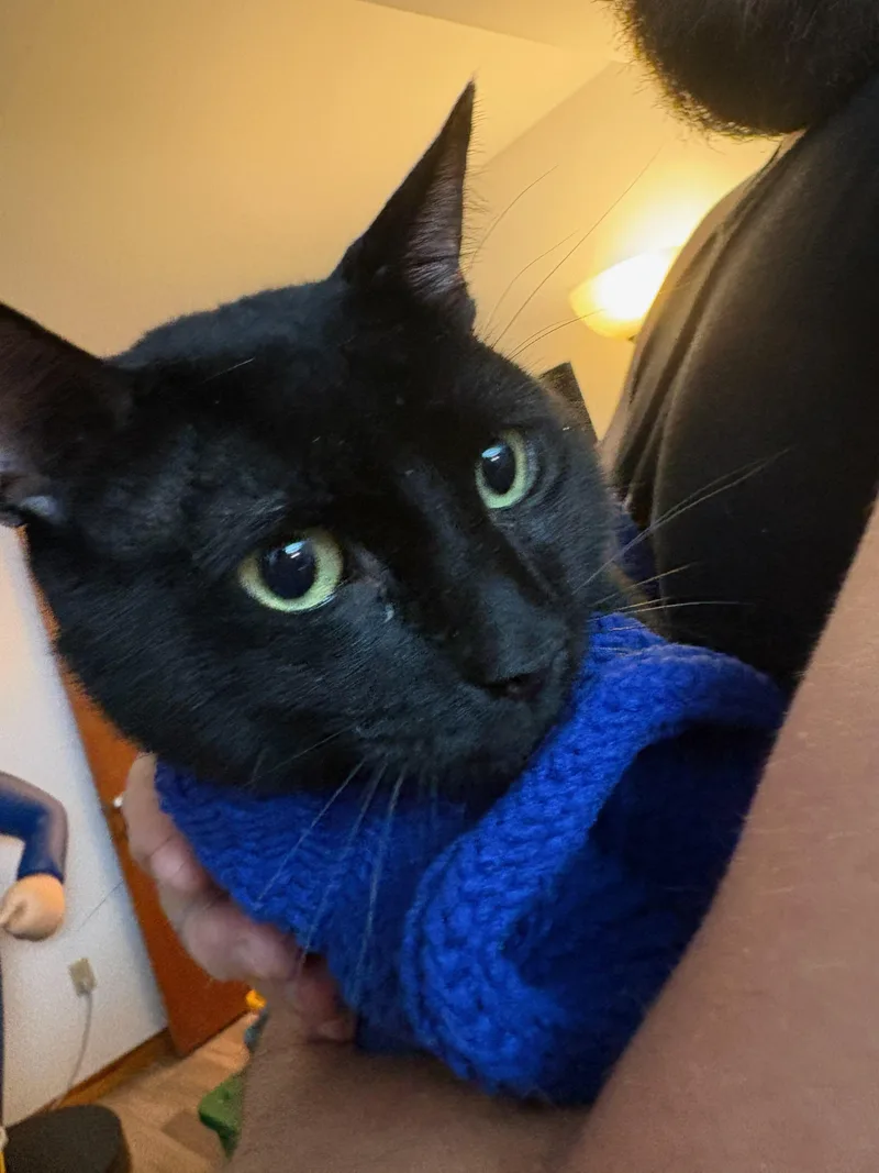 An adult medium-sized male Domestic Short Hair cat named Wombat for adoption in Gaylordsville, CT