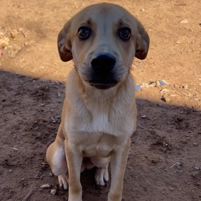A baby medium-sized male Yellow / Tan / Blond / Fawn Mixed Breed dog named Buscemi for adoption in Moab, UT