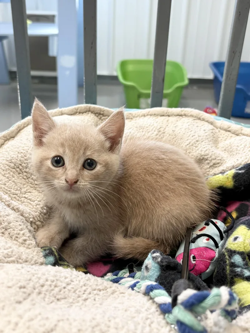 A baby medium-sized female American Shorthair cat named Chrystal for adoption in Big Rapids, MI