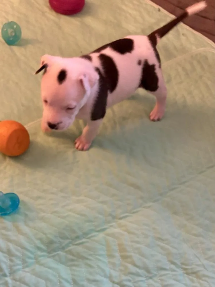 A baby medium-sized male Gray / Blue / Silver Mixed Breed dog named Life for adoption in Clinton Township, MI