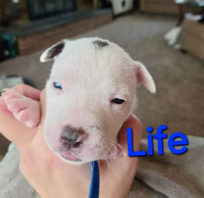 Life thumbnail 3