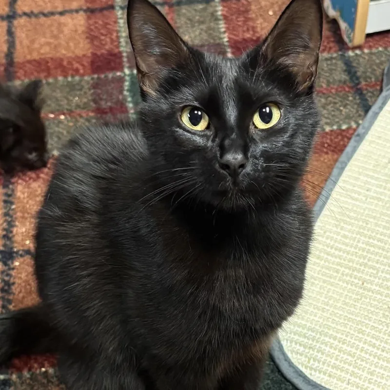 An adult medium-sized female Black Domestic Short Hair cat named April for adoption in Wichita, KS