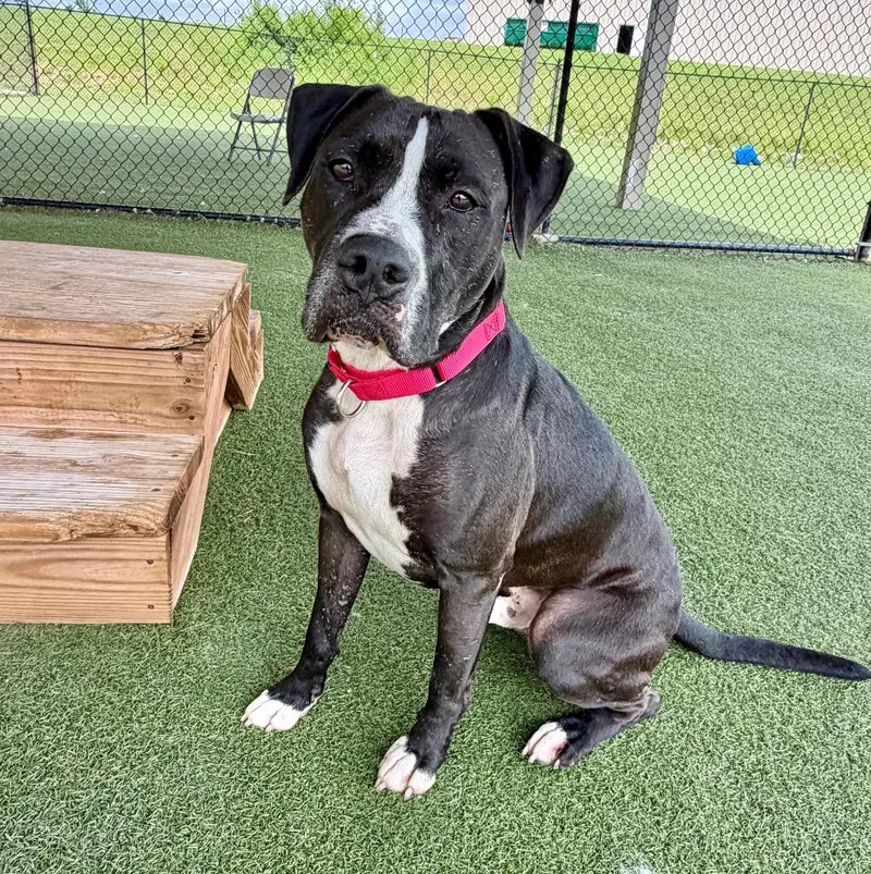 An adult large-sized male Boxer dog named Rico for adoption in Columbia, IL