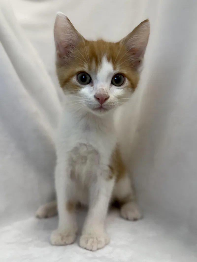 A baby medium-sized male Orange & White Domestic Short Hair cat named Sourdough for adoption in Greensboro, NC