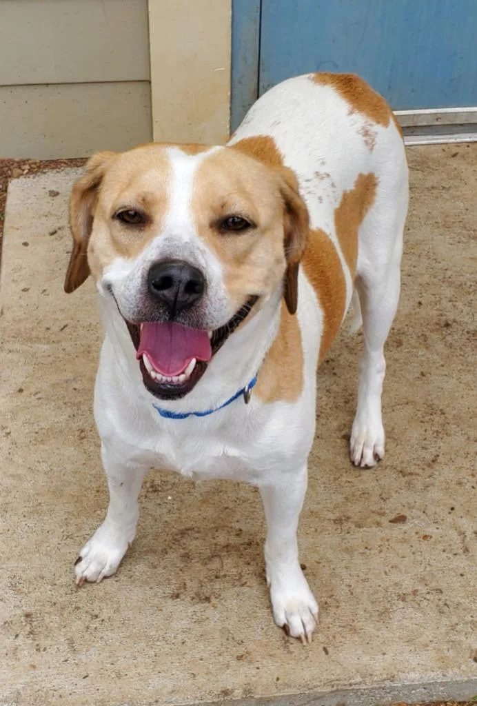 An adult medium-sized female Bluetick Coonhound dog named Roxie F for adoption in Bloomington, IN
