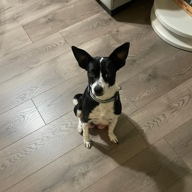 An adult small-sized female Black Chihuahua dog named Chloe for adoption in Brentwood, CA