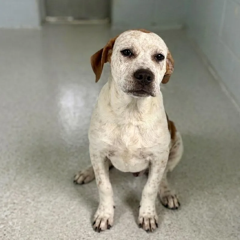 A baby medium-sized male White / Cream Australian Cattle Dog / Blue Heeler dog named Ziggy for adoption in Bastrop, TX