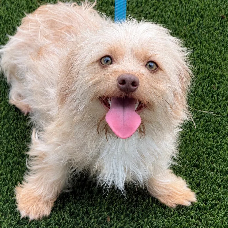 A young small-sized female Wirehaired Dachshund dog named Piggy for adoption in Hondo, TX