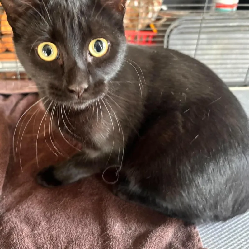 A young medium-sized male Domestic Short Hair cat named Radar for adoption in Nampa, ID