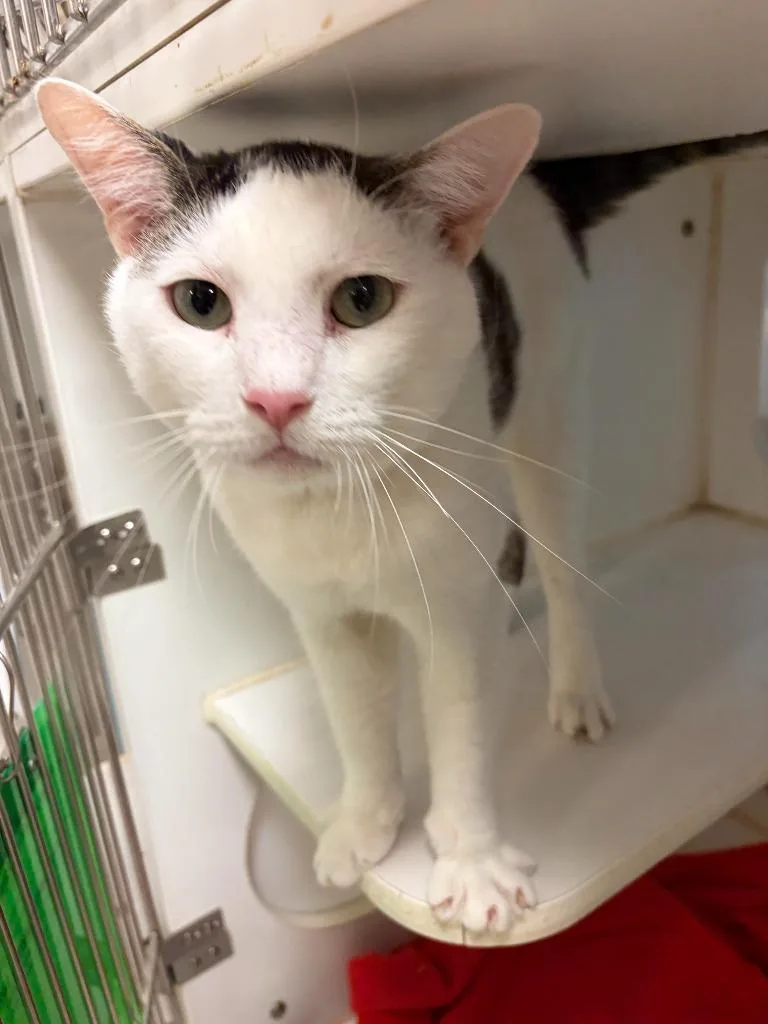An adult medium-sized male Domestic Short Hair cat named Potato Head for adoption in Windsor, CT