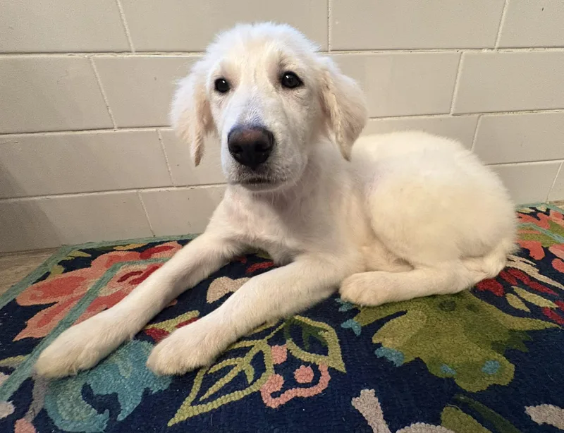 A baby large-sized female German Shepherd Dog dog named Merida for adoption in New Baltimore, MI