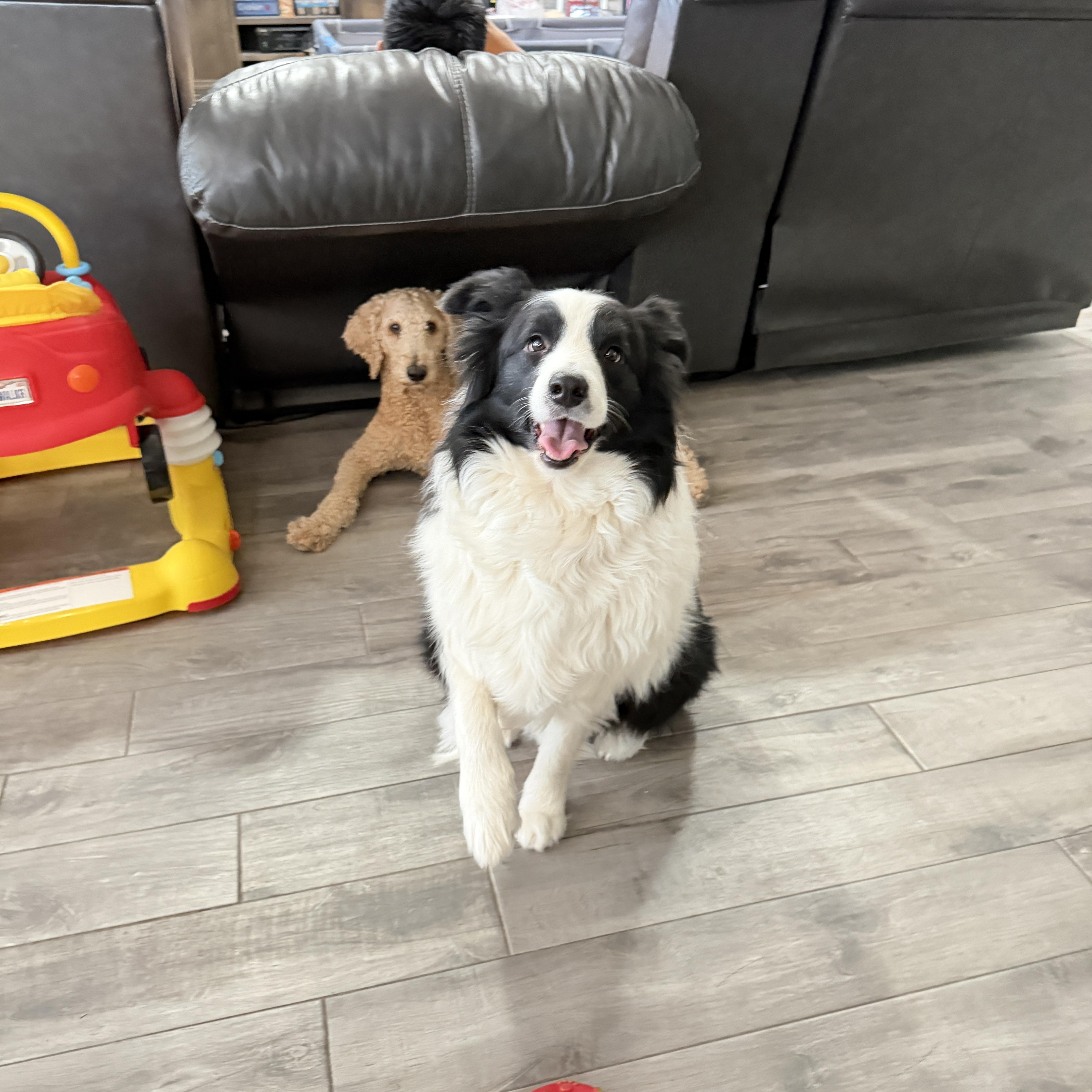Oreo