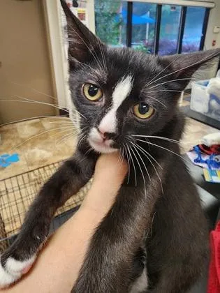 A baby small-sized male Domestic Short Hair cat named Totoro $ for adoption in Seneca, SC